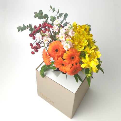 11/4(木)発送の商品