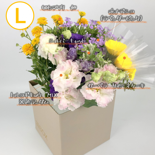 8/28(土)発送の商品